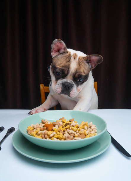 french bulldog sitting at table with bowl of food  - Photo, Image