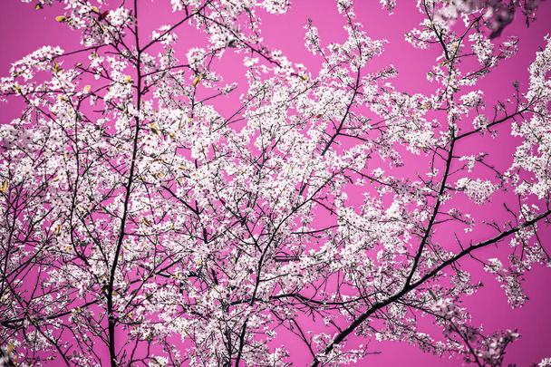 Kukka abstrakti taide vaaleanpunainen tausta, vintage kirsikka kukkia kukassa kuin luonto tausta ylellisyyttä loma suunnittelu - Valokuva, kuva