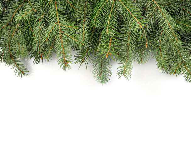 Christmas tree branches isolated on white background. Top view. Copy space. - Photo, image