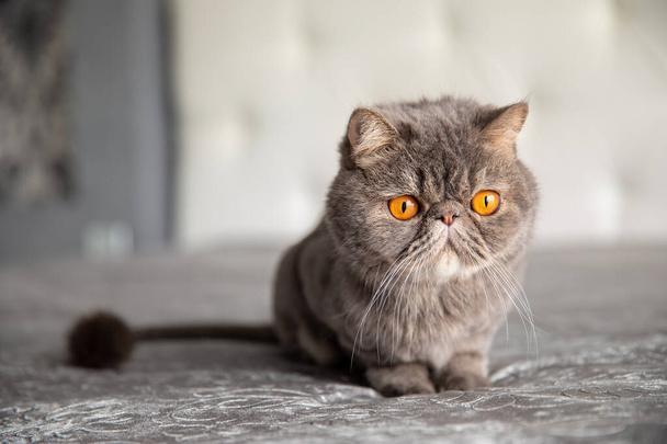 gray beautiful cat. trimmed cat. a cat's haircut. pet. Exotics cat - Fotó, kép