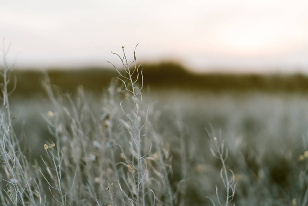 Сірки на запиленій білій траві в променях навколишнього сонця, природний фон
 - Фото, зображення