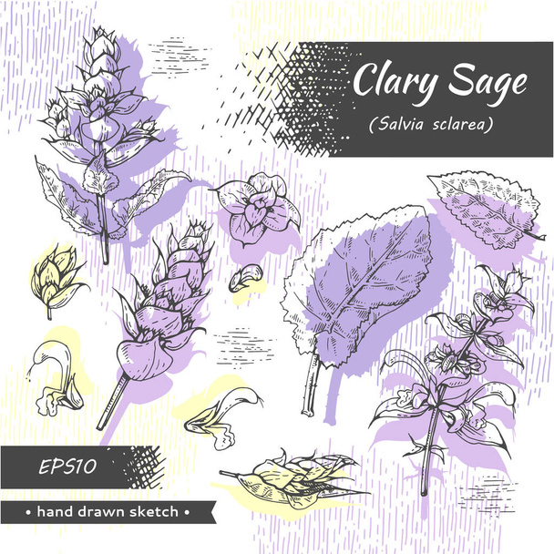 Collection of Clary sage twigs with leaves and flowers . Detailed hand-drawn sketches, vector botanical illustration. - Vector, Image
