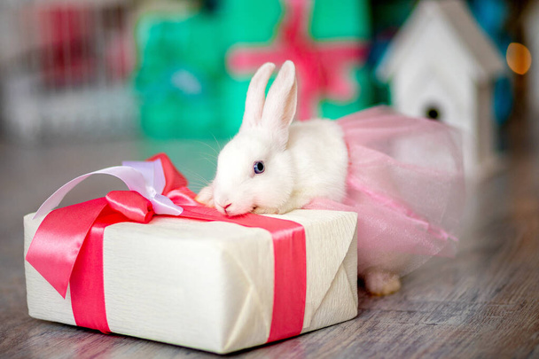 lindo conejo blanco con un regalo en una falda - Foto, imagen