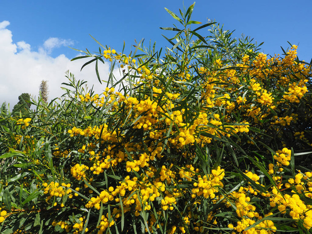 Arbuste Acacia Pycnantha, jaune vif, inflorescences en forme de boule et feuilles étroites vertes, dans le fond bleu ciel. Bovins dorés de la sous-famille des Mimosoideae et des pois Fabaceae. - Photo, image