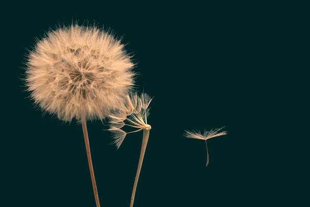 Семена одуванчика летят рядом с цветком на темном фоне - Фото, изображение