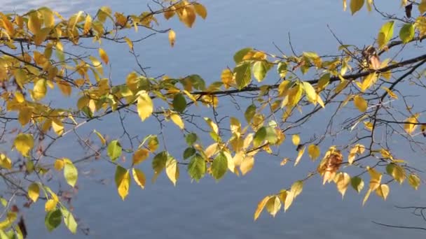 hoja amarilla revoloteando en el viento en otoño - Metraje, vídeo