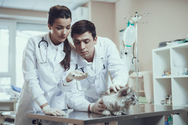 Two veterinarians look at a thermometer in hand. - Fotoğraf, Görsel