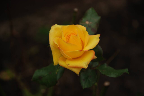 Ruusu (Rosa L).) - Valokuva, kuva