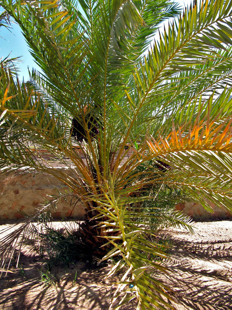 Palmeira perto da cerca do oásis da aldeia beduína no Sinai - Foto, Imagem