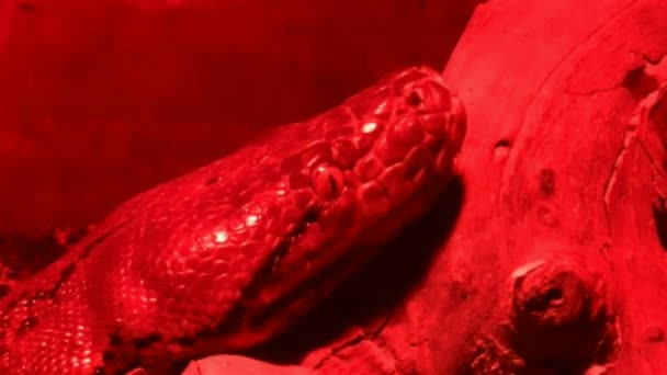 Boa constrictor kígyó a vörös üveg szerpentáriumban. HD - Felvétel, videó