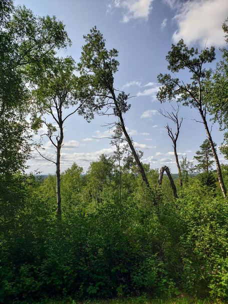 Вид на лес на горной тропе Балди в Дак-Маунтин-Парке, Манитоба, Канада - Фото, изображение