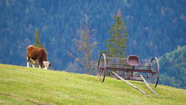 Медленное движение Удивительная молочная корова на красивом лугу - Кадры, видео