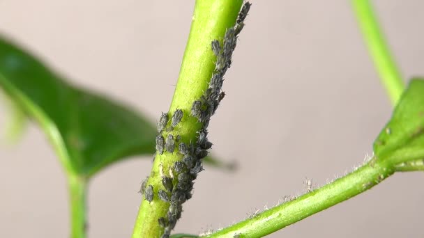 El insecto áfido - la colonia sobre el tallo de la planta - el vídeo se ha acelerado 3 veces - Imágenes, Vídeo