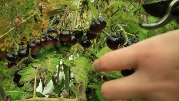 Udržitelné, malé domácí potraviny - Záběry, video