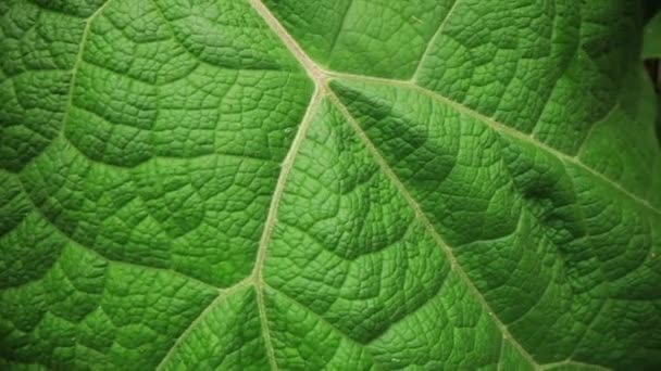 Detalhe macro perto de uma bela folha verde - Filmagem, Vídeo