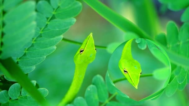 Reflet de la peau de couleuvre à nez mince orientale dans les feuilles du jardin pour que les insectes et les petits animaux puissent manger - Séquence, vidéo
