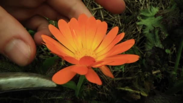 Ruce řezání květinové pupeny s zahradní nůžky - Záběry, video