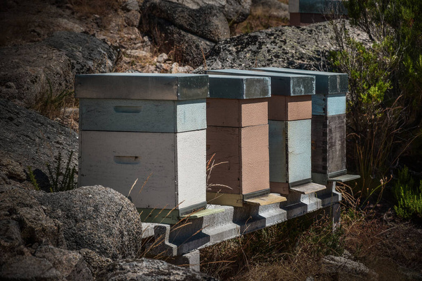 山の巣のセット、ミツバチは自然と生態系を作る - 写真・画像