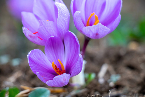 Flores de açafrão no campo. Crocus sativus, vulgarmente conhecido como açafrão flores de croco com orvalho da manhã, delicadas pétalas violeta planta no chão, vista close-up - Foto, Imagem