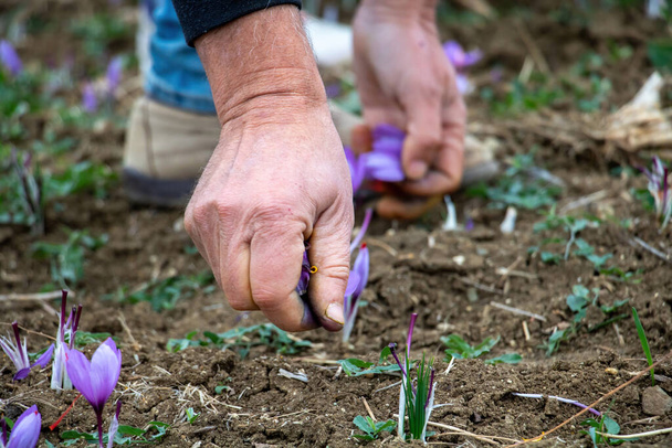 Sbírka šafránových květin v terénu. Ruce sklízející krokus sativus, běžně známý jako šafránový krokus, jemné fialové okvětní lístky rostlina ze země, detailní pohled - Fotografie, Obrázek