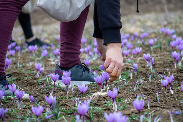 Sbírka šafránových květin v terénu. Ruce sklízející krokus sativus, běžně známý jako šafránový krokus, jemné fialové okvětní lístky rostlina ze země, detailní pohled - Fotografie, Obrázek