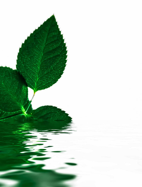 Green leaves and spring water, eco nature and bio energy background - Foto, Imagen
