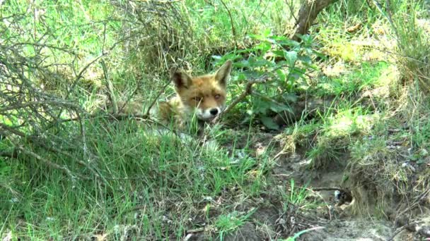 A red fox lies in the grass, gets up and walks away. - Footage, Video