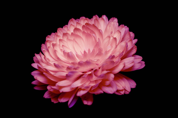 pale red, pink chrysanthemum on a black background - Foto, afbeelding