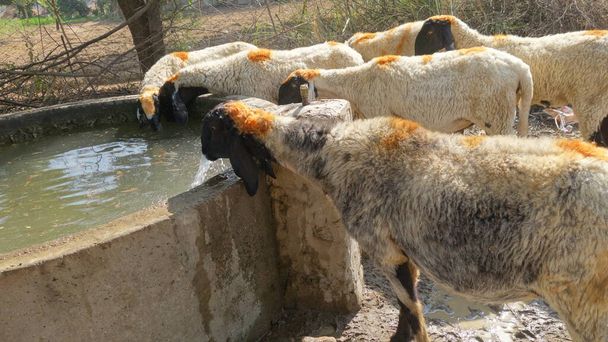 Asyalı koyun sürüsü yol kenarında büyük bir grupta ürer. Büyük koyun sürüsü su içmek için ayakta durur. İnsan Yok - Fotoğraf, Görsel