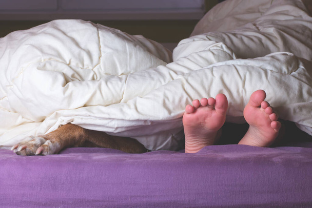 Child and dog lying on the bed with paw and feet sticking out of blankets. Nice time spent together. Dog is family member. - Fotografie, Obrázek