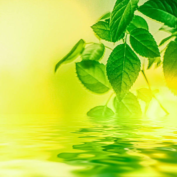 Πράσινα φύλλα και νερό πηγής, οικολογική φύση και βιοενέργεια - Φωτογραφία, εικόνα
