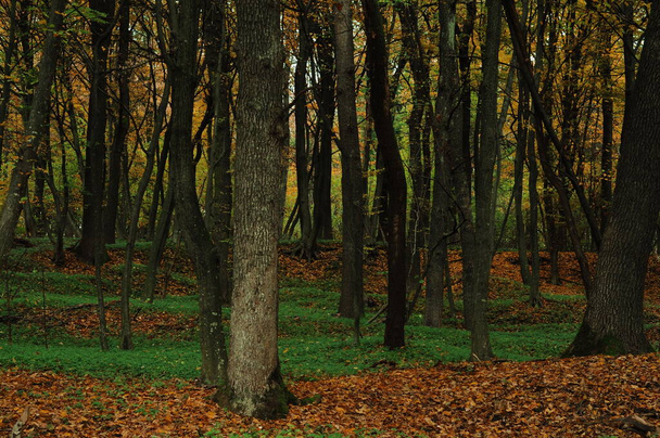 Jesienna natura. Leśna droga pokryta jest jesiennymi żółtymi liśćmi. Zimny oddech jesieni.  - Zdjęcie, obraz
