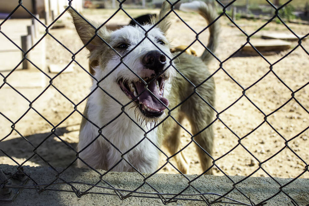 Dog in enclosed kennel, abandoned animals, abuse - Photo, Image