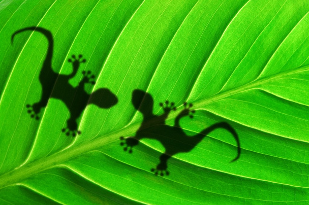 Gecko sombra na folha
 - Foto, Imagem