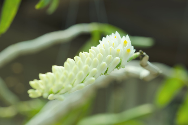 Thaiföld orchidea Dendrobium secundum - Fotó, kép