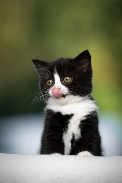 πεινασμένο μαύρο και άσπρο βρετανικό κοντό γατάκι γλείφει τα χείλη - Φωτογραφία, εικόνα