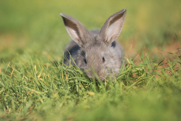 Молодий пухнастий кролик у полі
 - Фото, зображення