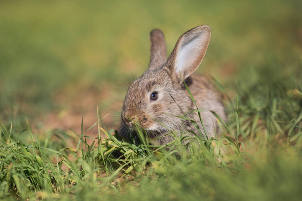 Young fluffy rabbit in the field - Photo, Image