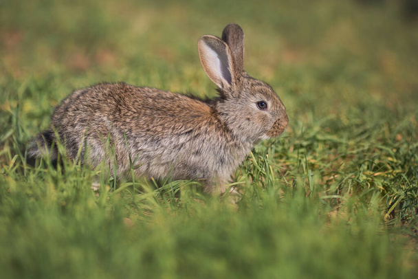 現場の若いふわふわのウサギ - 写真・画像