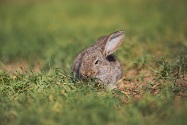Mladý nadýchaný králík v poli - Fotografie, Obrázek
