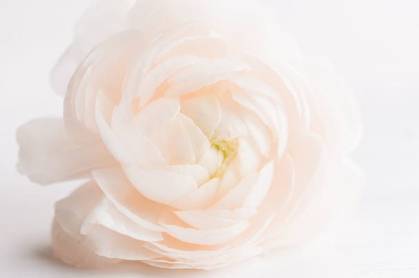 spring flower - Photo, Image