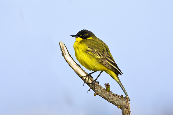 Yellow wagtail on the branch / Motacilla flava - Photo, Image