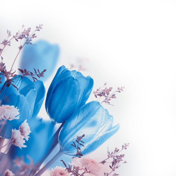 Blue tulips - Foto, imagen
