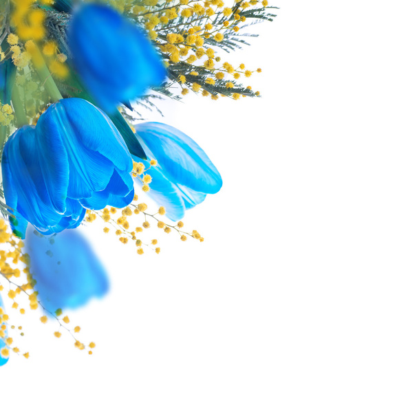 Blue tulips with mimosa - Foto, imagen