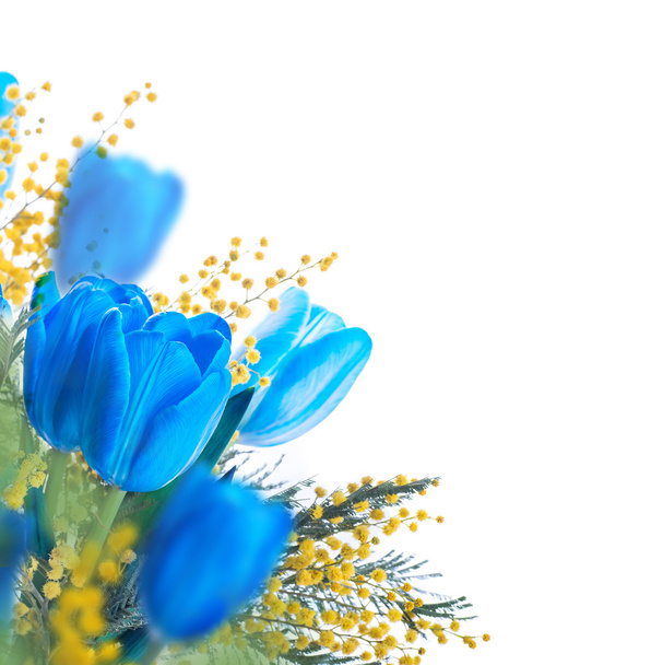 Blue tulips with mimosa - Foto, imagen