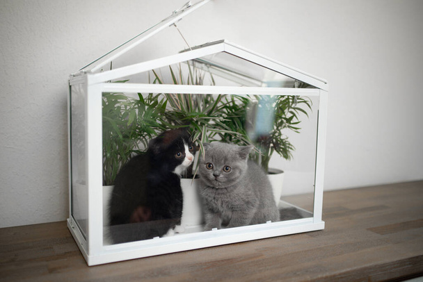 χαριτωμένα γατάκια στο εσωτερικό του σπιτιού γυαλί με φυτά - Φωτογραφία, εικόνα