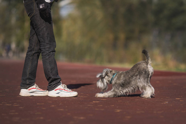 Miniaturní knírač pes v parku - Fotografie, Obrázek