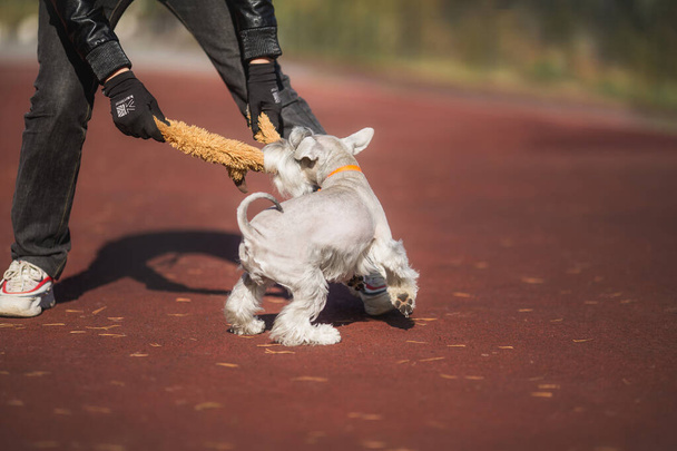 Zwergschnauzer-Hund im Park - Foto, Bild