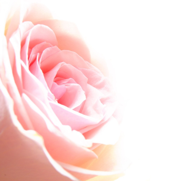 ροδαλό λουλούδι - Φωτογραφία, εικόνα