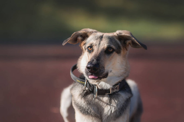 shepherd dog dog in park - Photo, Image